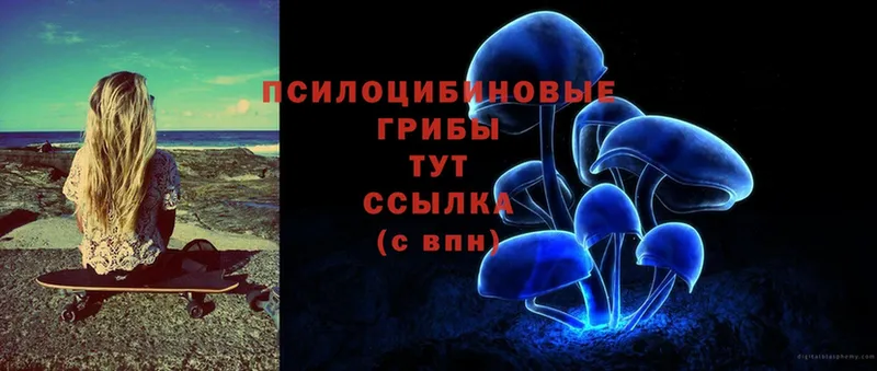 Псилоцибиновые грибы Cubensis  Щёкино 